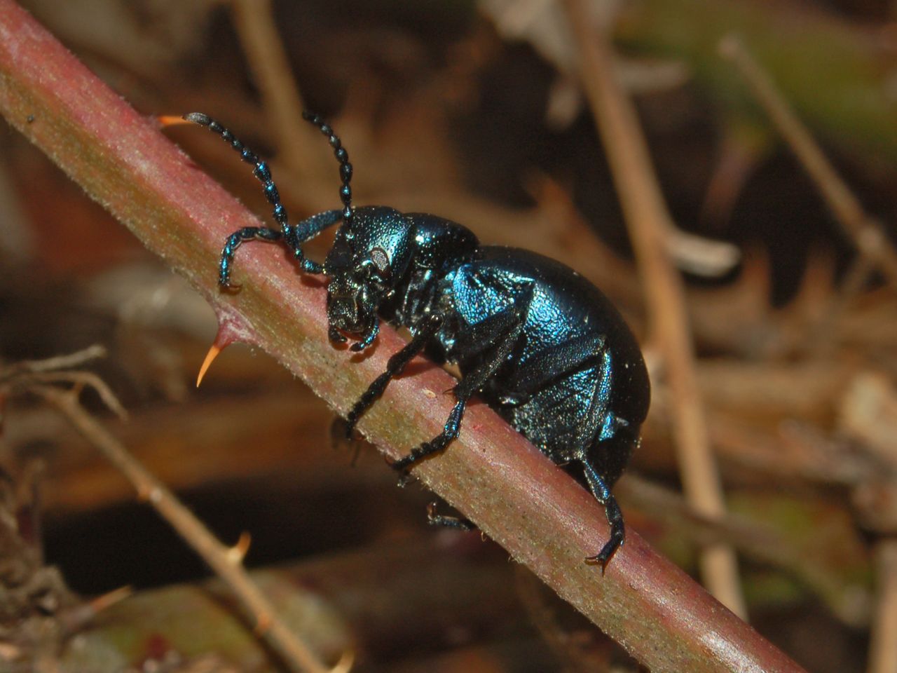 Meloe violaceus del Genovesato